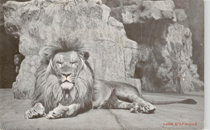 Zoo Gardin Zoologique-- Lion D´afrique Jardin Zoologique dÁnvers Loewe
