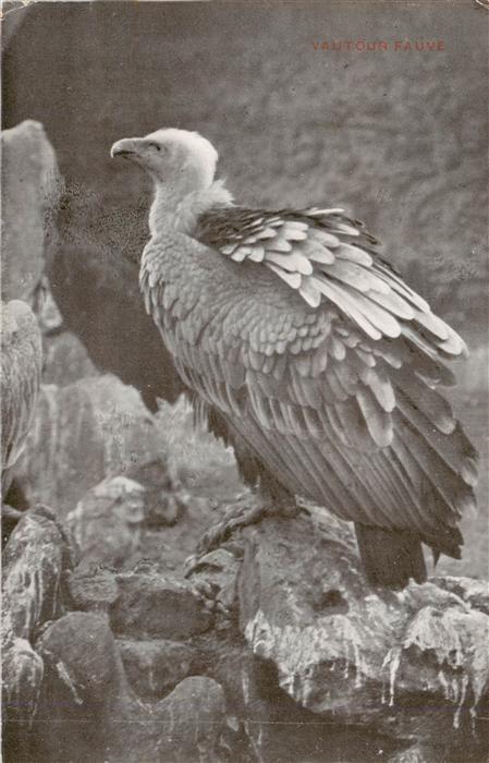 Zoo Gardin Zoologique-- Fautour Fauve