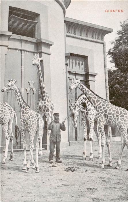 Zoo Gardin Zoologique-- Girafes Jardin Zoologique dÁnvers
