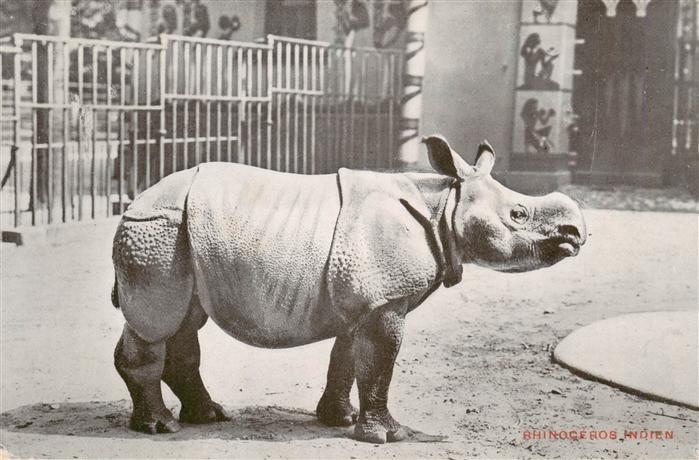 Zoo Gardin Zoologique-- Jardin Zoologique dÁnvers Rhinoceros Indien