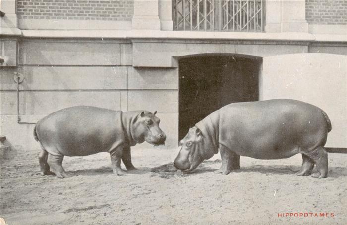 Zoo Gardin Zoologique-- Jardin Zoologique d´Anvers Hippopotamfs