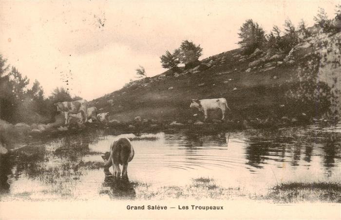 Landwirtschaft Grand Saleve Les Troupeaux Kuhe