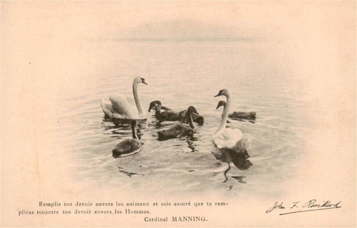 Schwan Swan Cygne Manning Albert Kuendig