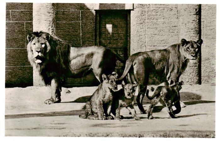 Zoo Gardin Zoologique-- Muenchner Tierpark Hellabrunr. Loewenfamilie