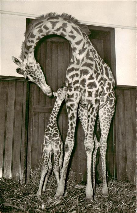 Giraffe Basel Giraffenkind Baschi Mutter Susi