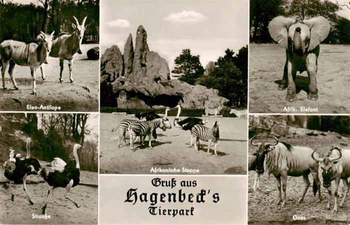 Zoo Gardin Zoologique-- Carl hagenbecks Hamburger-Stellingen Strausse Afrikanisc