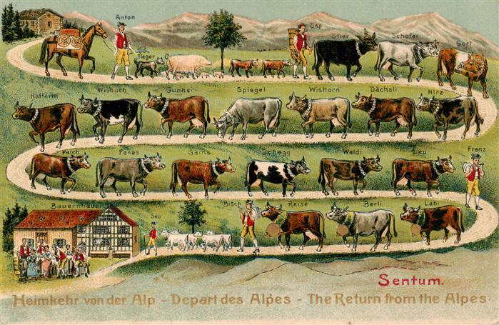 Landwirtschaft Heimkehr Litho Kuehe Sentum