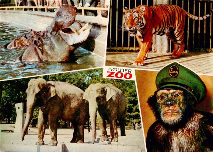 Zoo Gardin Zoologique-- Koeln Nilpferd Koenigstieger Elefanten Schimpanse Jacki