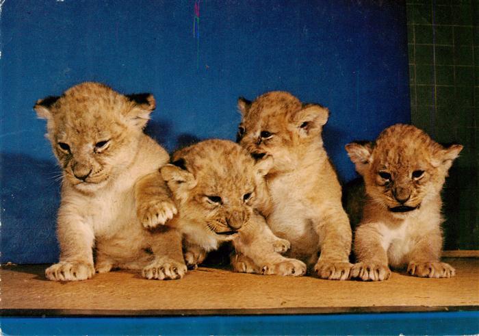 Loewe Lion-- Zoologischer Garten Berlin Junge