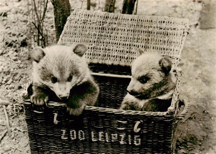 Zoo Gardin Zoologique-- Leipzig Junge Braunbaeren