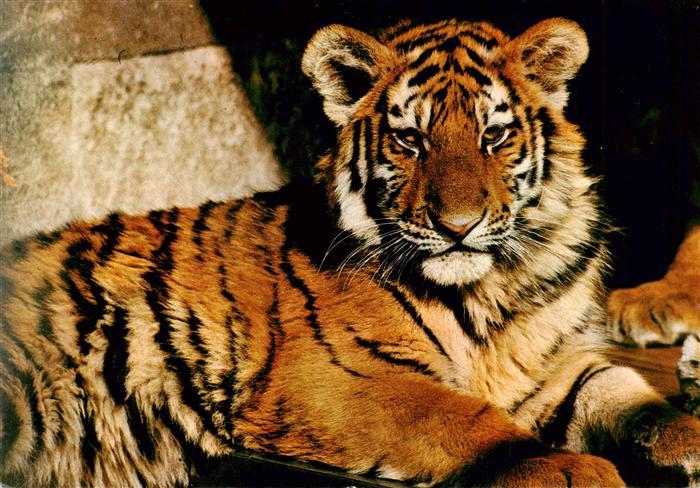 Zoo Gardin Zoologique-- Stuttgart bad Cannstatt Wilhelma Siebirischer Tieger