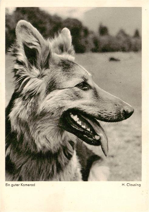 German Shepard Schaeferhund Deutscher-- Kamerad H. Clausing