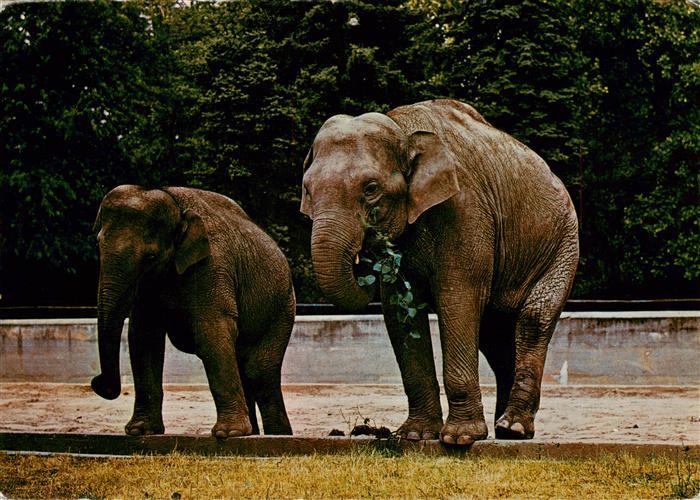 Elefant Heidelberg Rani Lakshmi Mysore Indien
