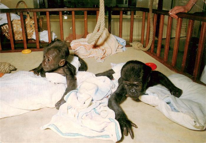 Affen Stuttgart Bad Cannstatt Baby Gorillas