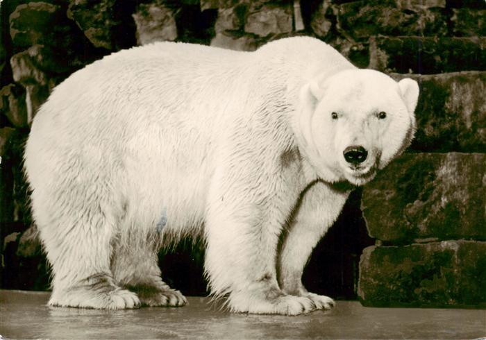 Eisbaer Icebear Ours Polaire Muenster Westf.