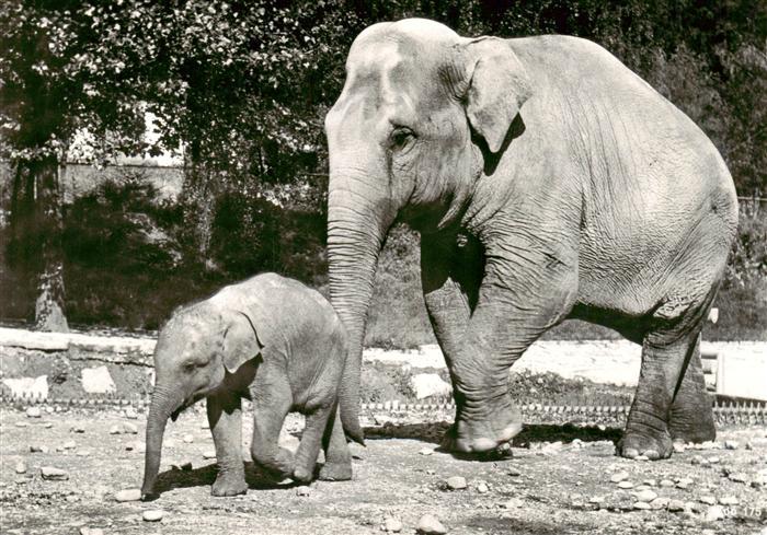 Elefant Indischer Zoo Zuerich