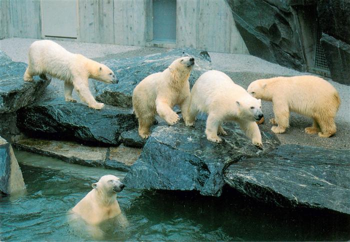 Eisbaer Icebear Ours Polaire Wilhelma Stuttgart Bad Cannstatt