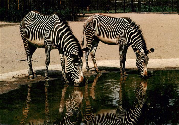 Zebra Wilhelma Stuttgart Bad Cannstatt
