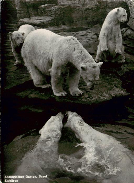 Eisbaer Icebear Ours Polaire Basel