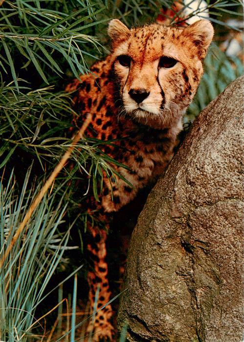 Zoo Gardin Zoologique-- Hannover Gepard