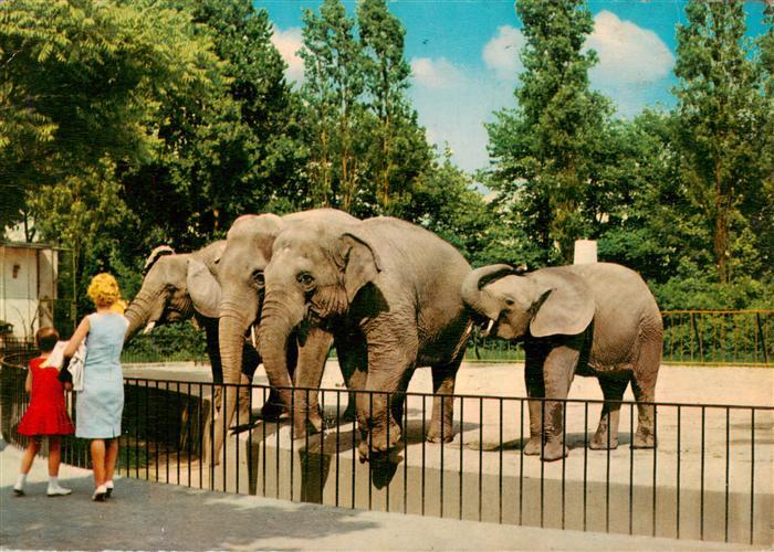 Elefant Tierpark Duisburg
