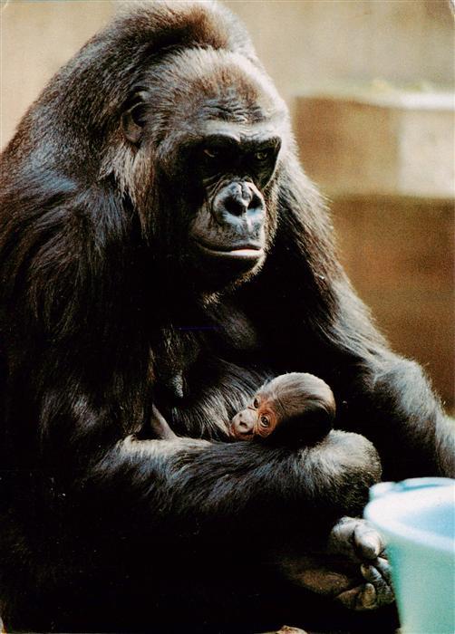 Zoo Gardin Zoologique-- Basel Gorillamutter Kind Flachlandgorillas