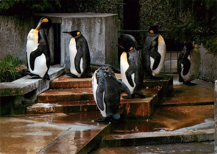 Pinguin Koenigs Stuttgart Bad Connstatt Wilhelma