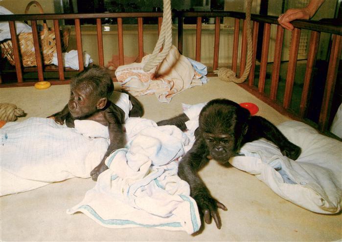 Zoo Gardin Zoologique-- Stuttgart Bad Connstatt Wilhelma Baby gorillas