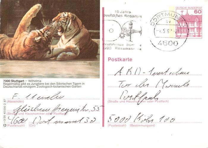 Tiger  Tigre-- Stuttgart Wilhelma