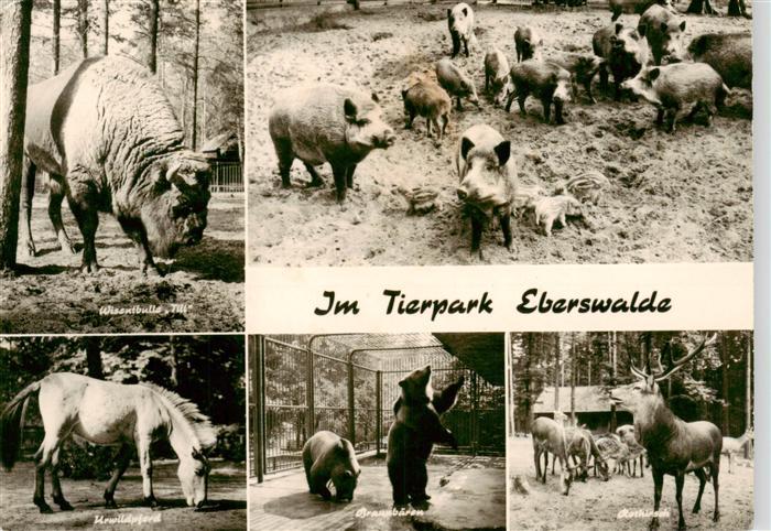 Zoo Gardin Zoologique-- Eberwalde Wiesenbulle pferd Baer Wildschwein