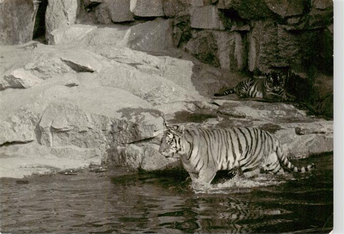 Tiger  Tigre-- Sibirischer Tierpark Berlin