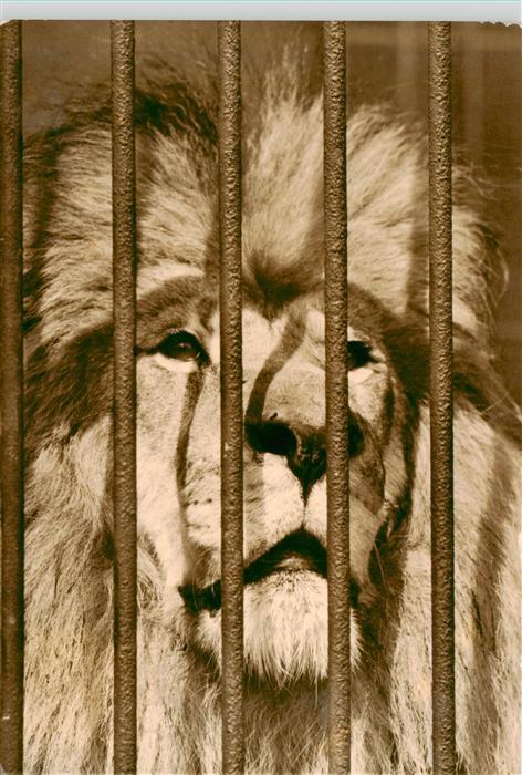 Loewe Lion-- Gitter