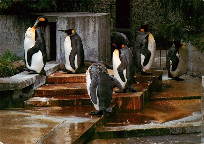Pinguin Stuttgart Bad Cannstatt Wilhelma