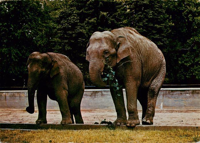 Elefant  Rani Lakshmi Tiergarten Heidelberg