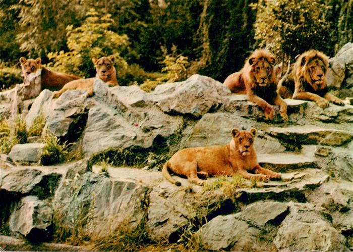 Loewe Lion-- Zoologischer Garten Frankfurt am Main