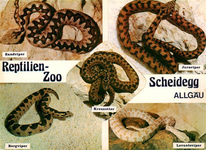 Schlangen Snake Serpent Serpiente-- Reptilien Zoo Scheidegg Allgaeu Bergviper Le