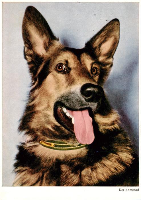 Schaeferhund Deutscher German Shepard allemand-- Der Kamerad Nr. 2182