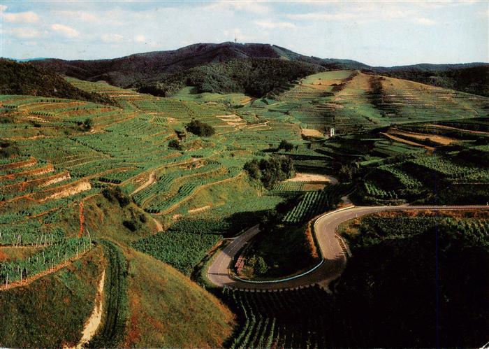 Oberbergen Vogtsburg BW Terrassenlandschaft mit Blick zum Totenkopf im Kaiserstu