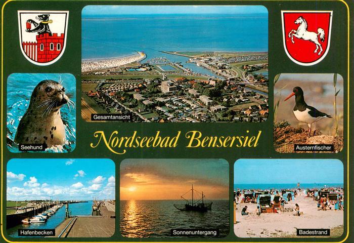 Bensersiel Esens Seehund Fliegeraufnahme Austernfischer Hafenbecken Sonnenunterg
