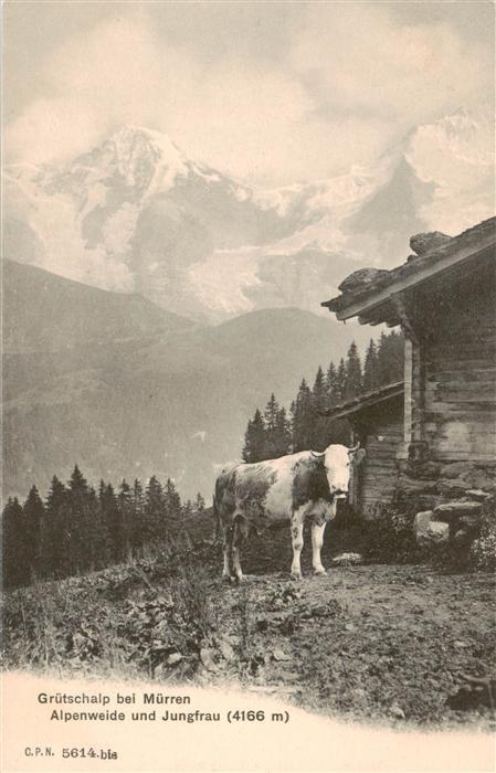 Gruetschalp Alpenweide und Jungfrau