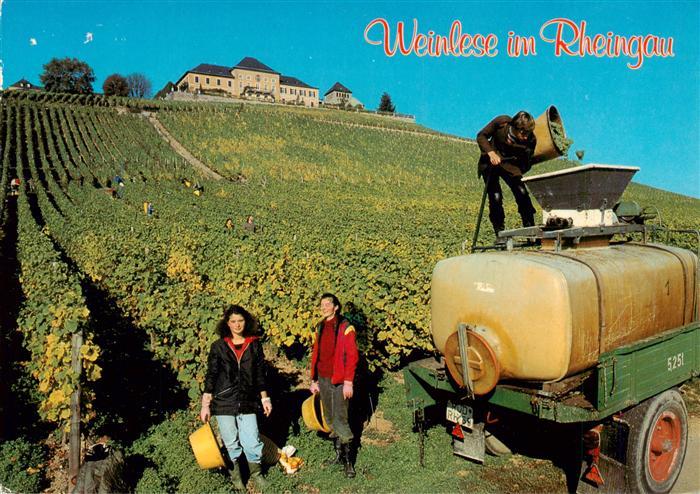 Johannisberg Rheingau Schloss Johannisberg Weinlese