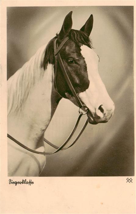 Pferde Horses Cheval