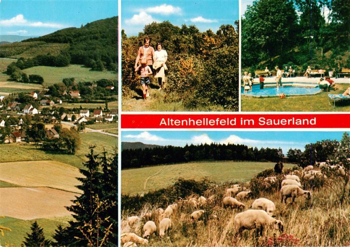 Altenhellefeld Panorama Pool Schafherde