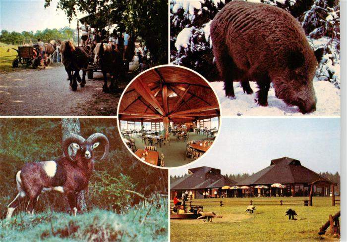 Daldorf Der Wildhof Pferde Schweine Mufflon Park