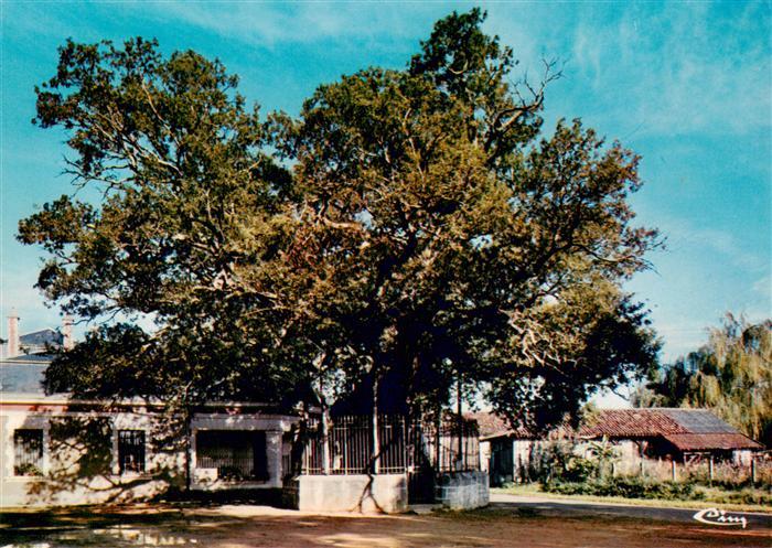 Saint-Vincent-de-Paul Landes Le Berceau Vieux chêne du XIIe siècle