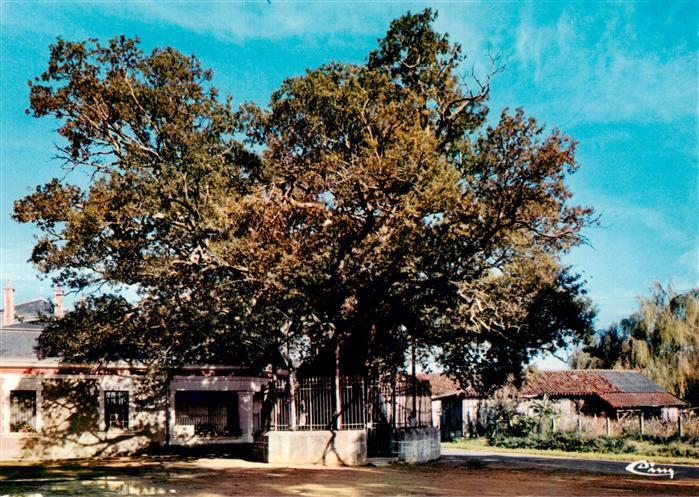 Saint-Vincent-de-Paul Landes Le Berceau vieux chêne du XIIe siècle