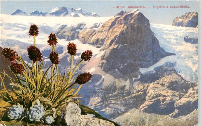 Pflanzen Nr. 4624 Maennertreu Nigritelia augustifolia
