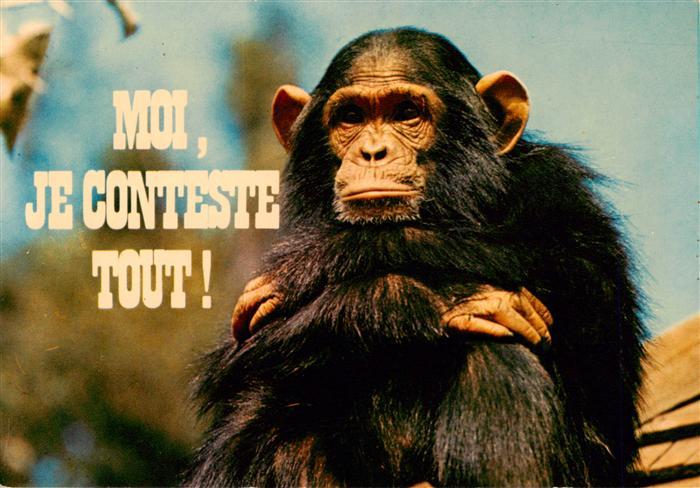 Affen Monkeys Singes Monos Scimmie-- Moi Je Conteste Tout