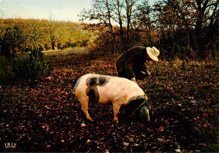 Schweine Le Perigord Pittoresque Truffel Sucher