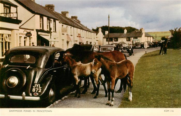 Princetown  UK Dartmoor Ponies